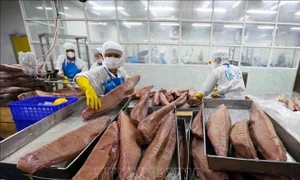 Wave of momentum to float Vietnam's seafood exports to 10–15% growth