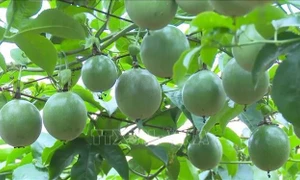 Australian plums to be available in Vietnam