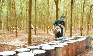 Vietnam's rubber export expected to hit 11 billion USD in 2025