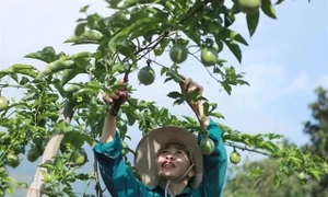 Vietnam expects to officially export passion fruit to US next year