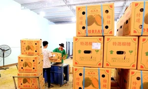 Vietnam’s export durians face stricter regulation in China market