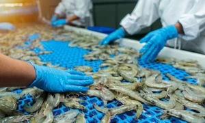 Shrimp industry advised to take actions to maintain growth momentum