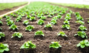 Agricultural sector turns sustainability into opportunity