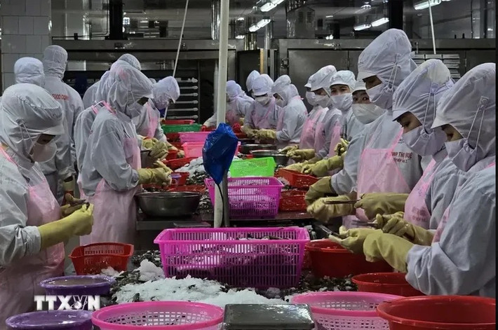 Workers process shrimp for export (Photo: VNA) Agro-forestry-aquatic product exports up nearly 19% in seven months -0