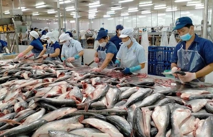 Tra fish processed for export (Photo: VOV) Vietnam’s fishery export likely to reach 4.4 billion USD in H1 -0