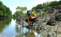 Indonesia hopes to gain big from peat, mangrove restoration